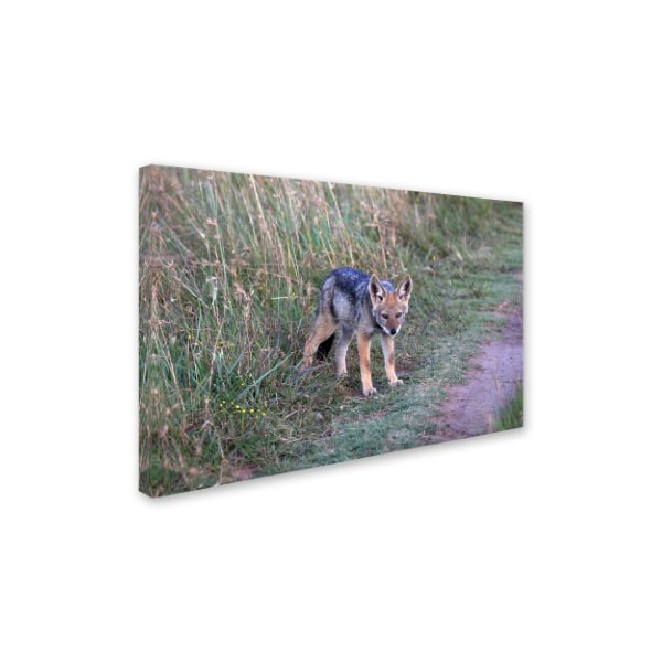 Bob Langrish 'Black-backed Jackal' Canvas Art,22x32